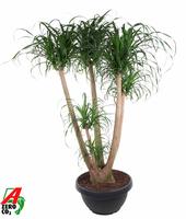 Nolina recurvata branched - 4ft