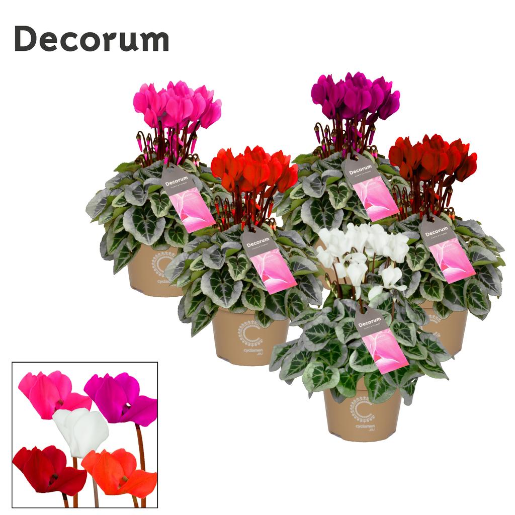 Afbeeldingen van Cyclamen SS Picasso Selections Decorum P11 25CM