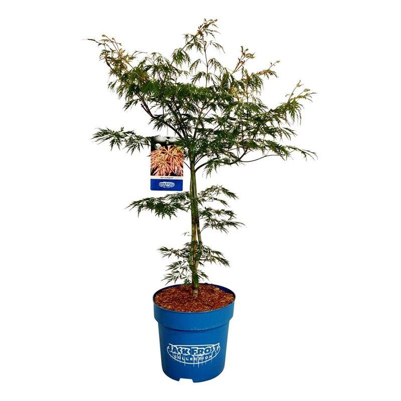 Billede af Acer pse. Ice Dragon P32 (15 Ltr)