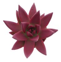 Echeveria Miranda Rainbow bordeaux red