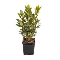 Laurus nobilis Global