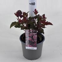 Physocarpus opu. Lady in Red