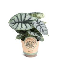 Alocasia ´Silver Dragon´