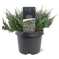 Juniperus hor. Blue Chip