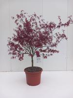Acer pal. Garnet