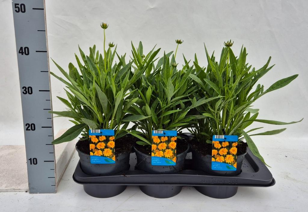 Picture of Coreopsis early Sunrise P17 (2 Ltr)