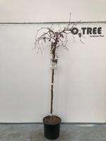 Fagus syl. Purpurea Pendula