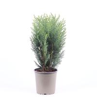 Chamaecyparis law. Columnaris