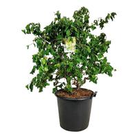 Corylus ave. Contorta