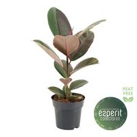Ficus elastica Pink Camouflage