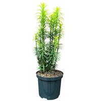 Cephalotaxus harr. korean Gold