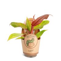 Philodendron ´Orange Marmalade'