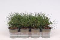 Pinus mugo mughus