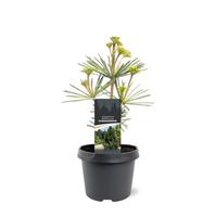 Sciadopitys vert. Sternschnuppe