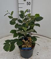 Fothergilla major