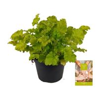 Heuchera Indian Summer Lime