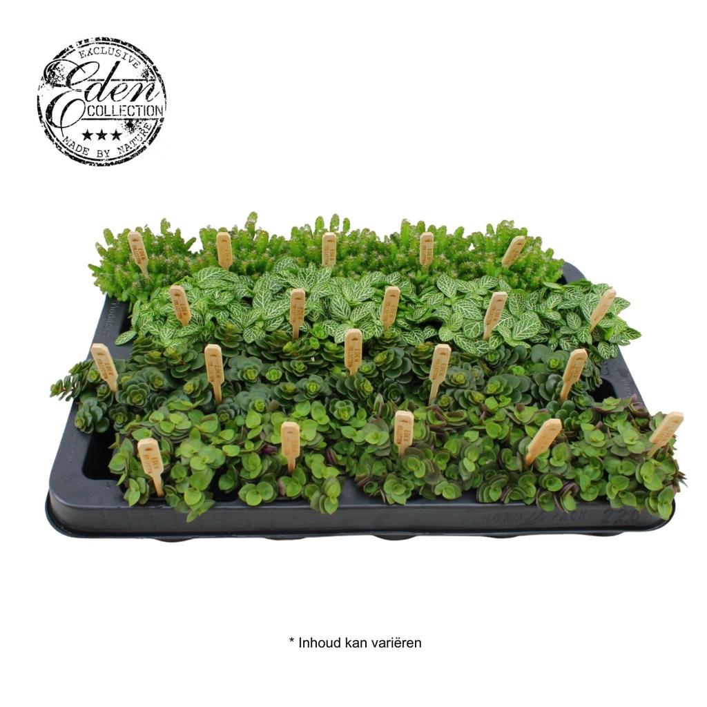 Picture of Houseplants in varieties Mix B Bambino P5.5 10CM