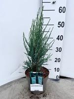 Juniperus scop. Blue Arrow