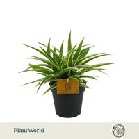 Chlorophytum Ocean