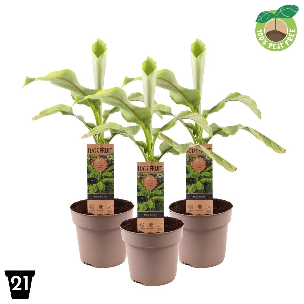 Afbeeldingen van Musa Basjoo P21 (4 Ltr)