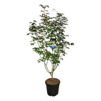 Acer pse. Arctic Jade