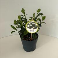 Gardenia jas. Double Diamonds