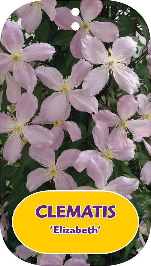 Picture of Clematis Elizabeth P15 (2 Ltr/high) 80/100