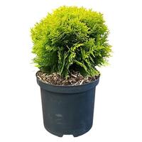 Thuja o. Mirjam®
