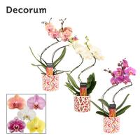 Phalaenopsis hybrid hurricane varieties in Julia ceramic