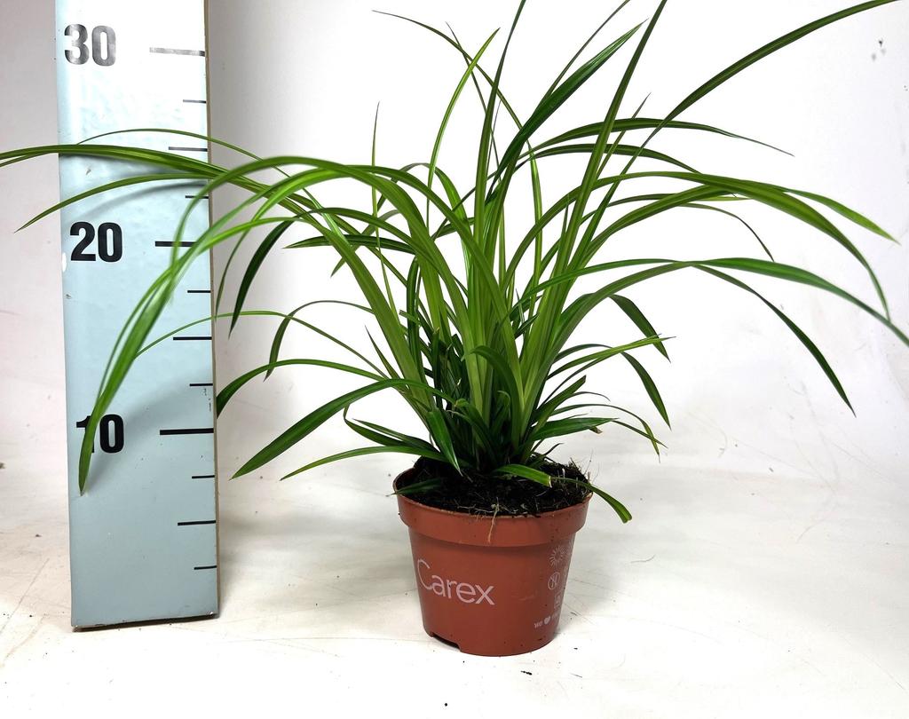 Picture of Carex Irish Green P10.5