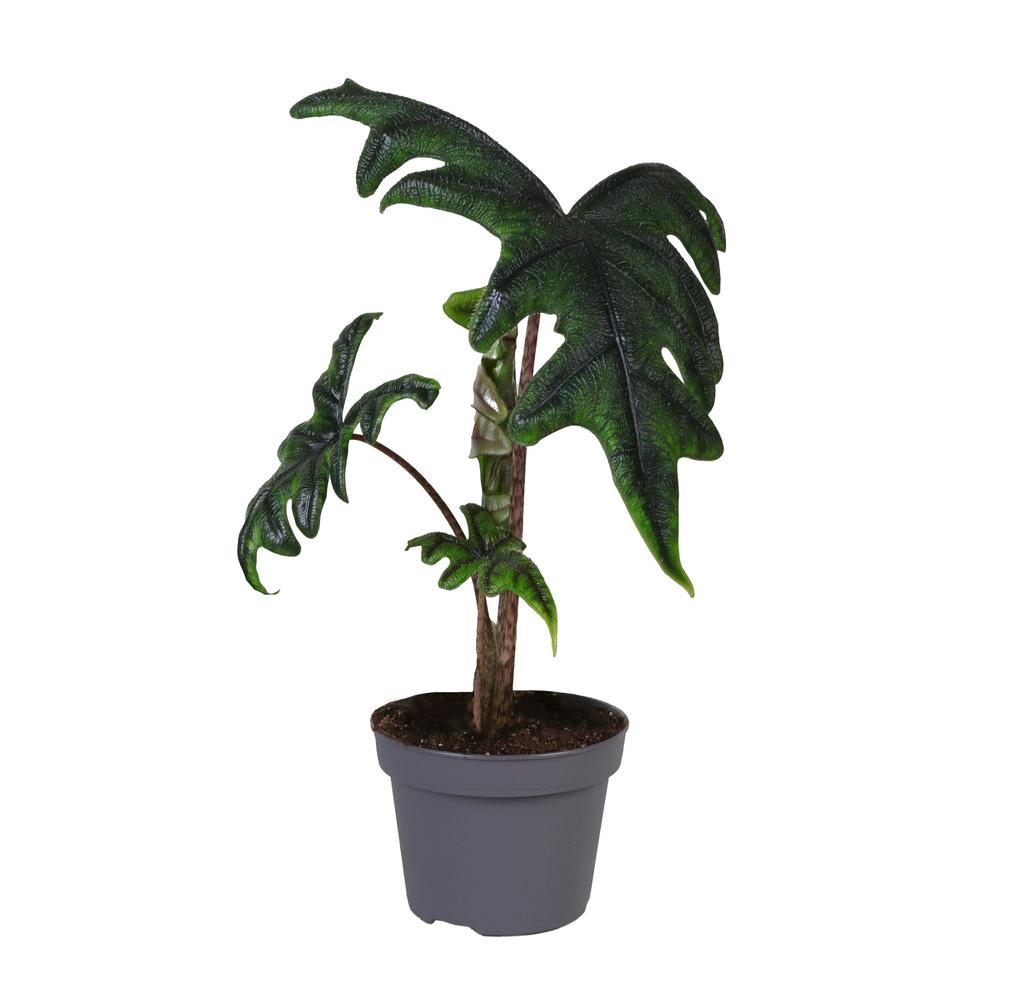 Picture of Alocasia Jacklyn P12 35CM