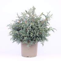 Chamaecyparis pis. Baby Blue