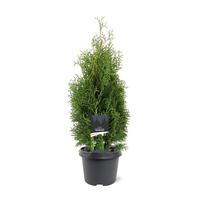 Thuja occidentalis Holmstrup