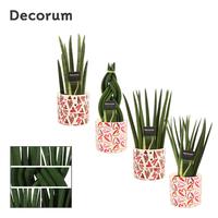 Sansevieria Cylindrica Mix in Julia (Deco-collection)