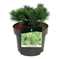 Pinus mugo Klostergrün