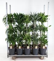 Dracaena Deremensis 90-60-30-15 in varieties