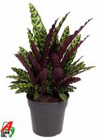 Calathea Lancifolia