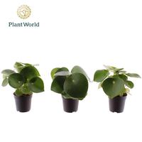 Peperomia Raindrop