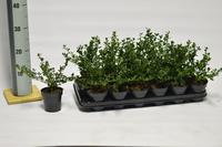 Ceanothus imp. Victoria