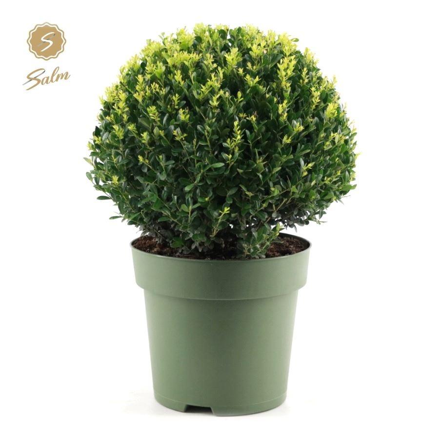 Picture of Ilex cre. Jenny P27-(9-LTR) Ball-40CM