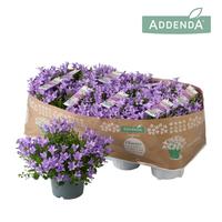 Campanula Ambella® Lavender