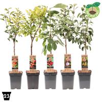Patio fruit trees in varieties