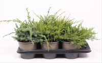 Juniperus in varieties