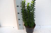 Euonymus jap. Pulchellus