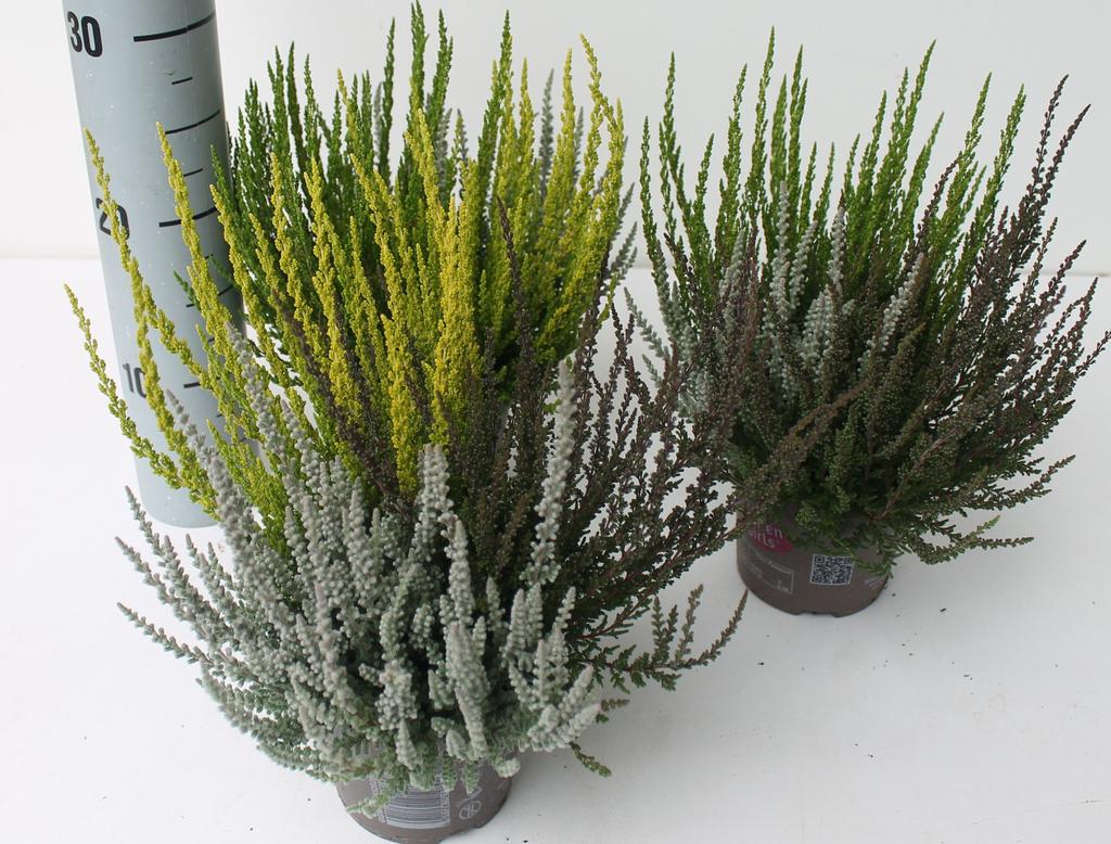 Picture of Calluna Garden Girls Sunset Trio Mix P12 25CM