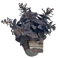Sedum Mojave Jewels Ruby