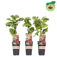 Rubus fruticosus Thornless Loganberry