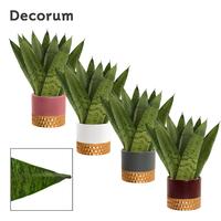 Sansevieria Zeylanica Fan in Frederique (Rich love-collecti