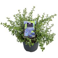 Ceanothus thyr. repens