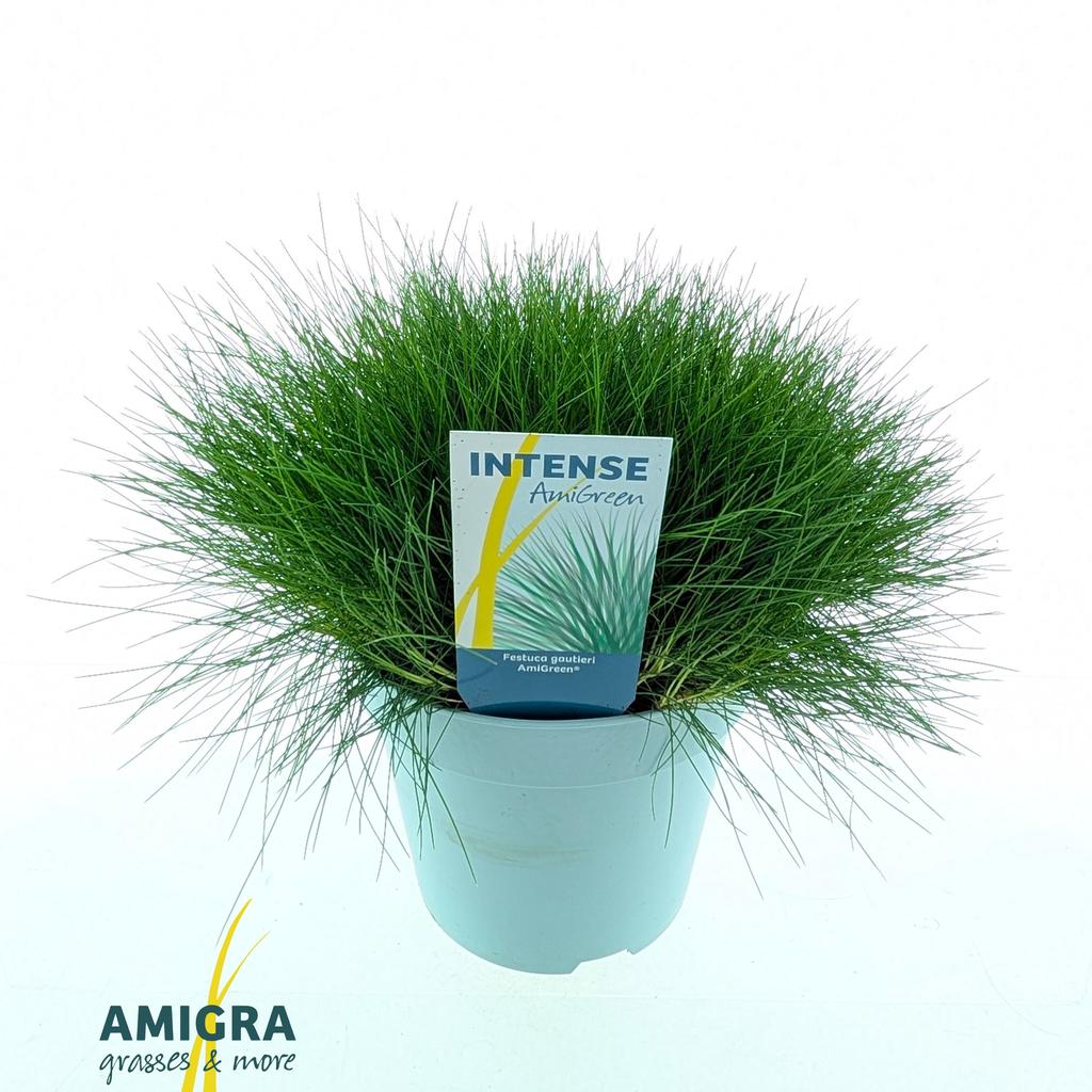 Picture of Festuca gautieri AmiGreen® P17 (2 Ltr)
